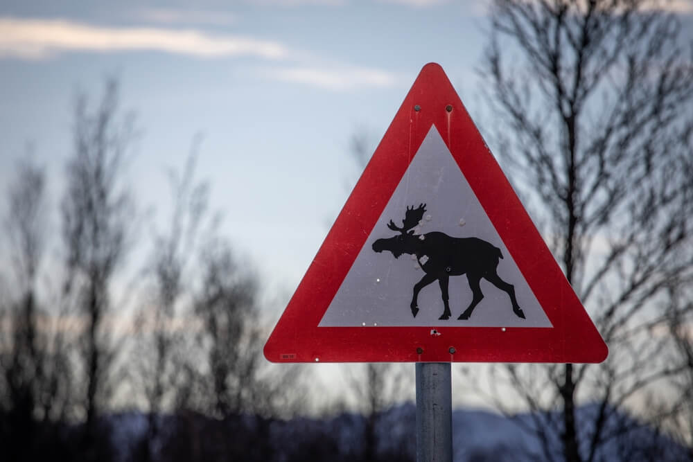 moose passing by road sign