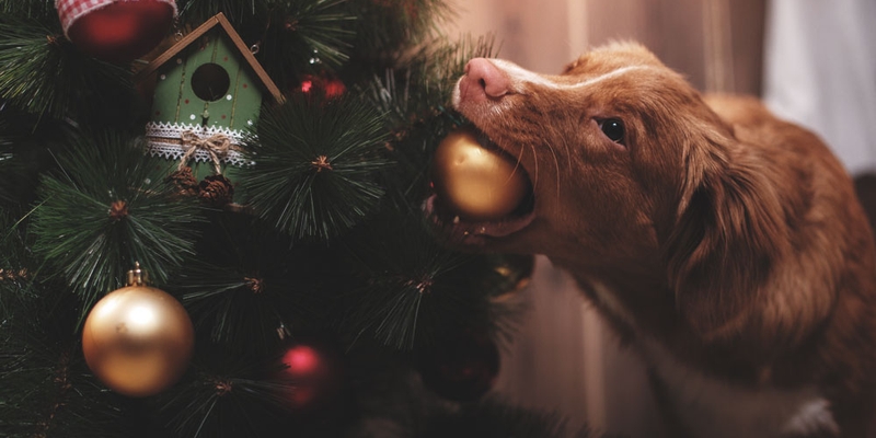 Nova Scotia Duck Tolling Retriever dog grabbing a Christmas ornament from tree