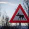 moose passing by road sign