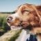 A dog looks content with his head out the car window driving in the sunshine